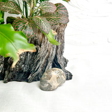 Load image into Gallery viewer, NAUTILUS AMMONITE FOSSIL