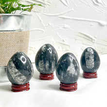 Load image into Gallery viewer, CHAMBERED NAUTILOID EGG