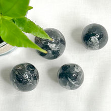 Load image into Gallery viewer, CHAMBERED NAUTILOID EGG