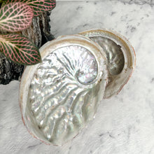 Load image into Gallery viewer, ABALONE SHELL