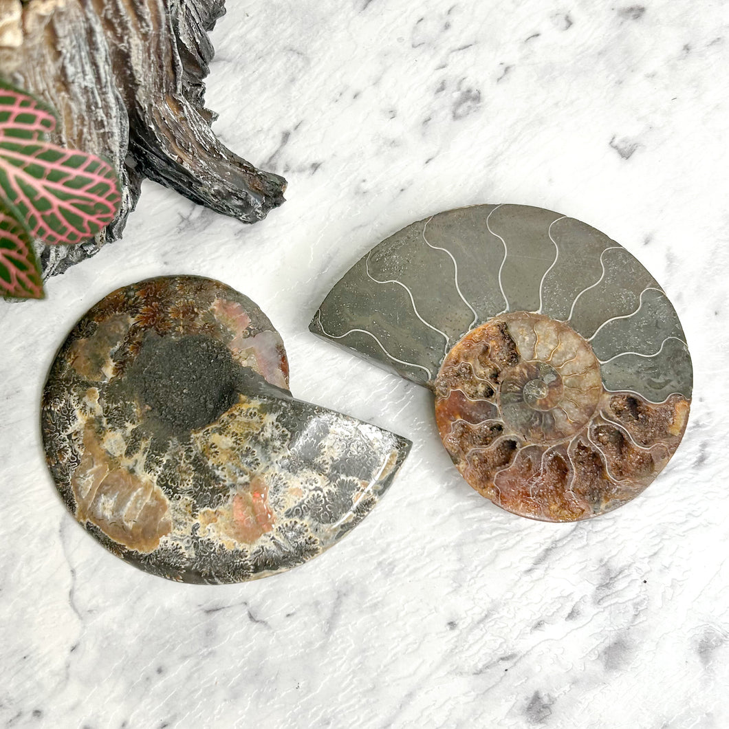 AMMONITE SLICE PAIR