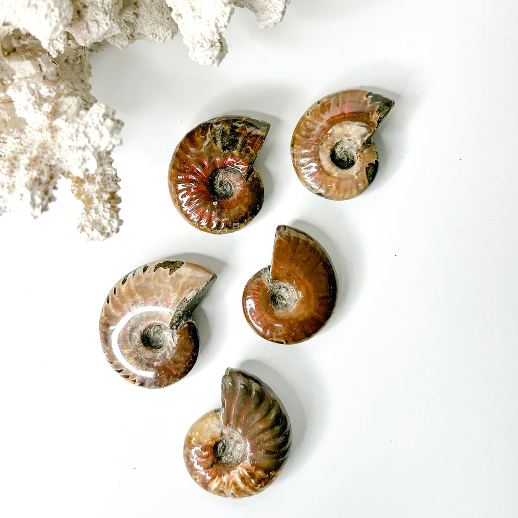 AMMONITE FOSSIL