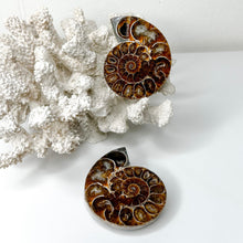 Load image into Gallery viewer, AMMONITE SLICE PAIR
