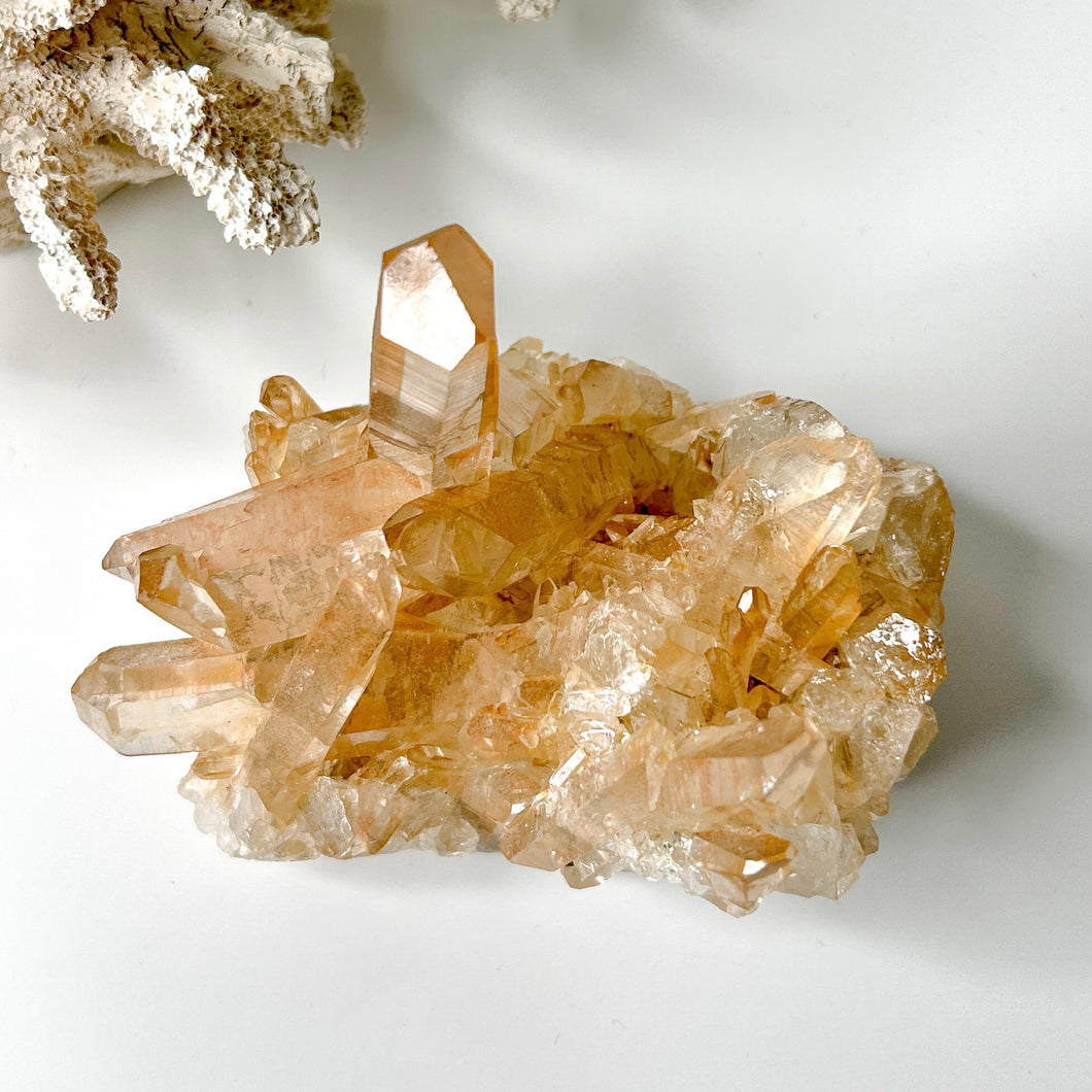 GOLDEN HEALER CLUSTER