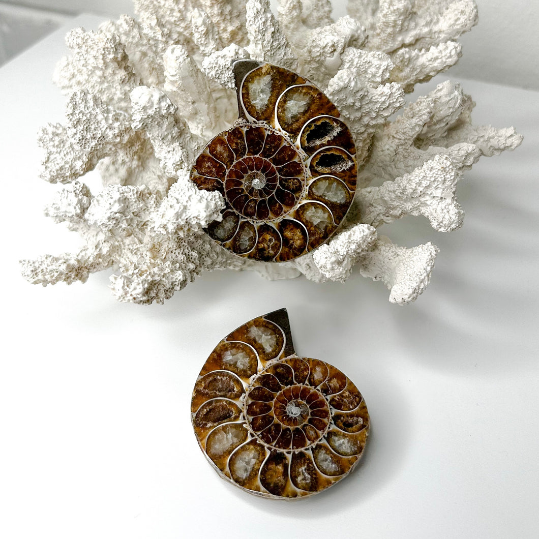 AMMONITE SLICE PAIR