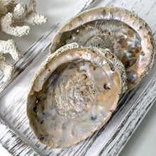 Load image into Gallery viewer, ABALONE SHELL
