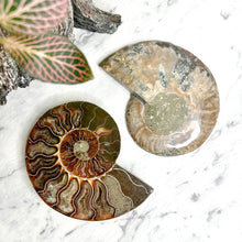 Load image into Gallery viewer, AMMONITE SLICE PAIR
