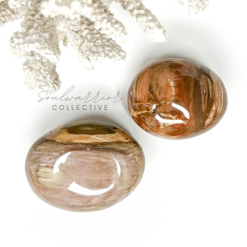PETRIFIED WOOD PALMSTONE