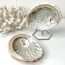 Load image into Gallery viewer, ABALONE SHELL
