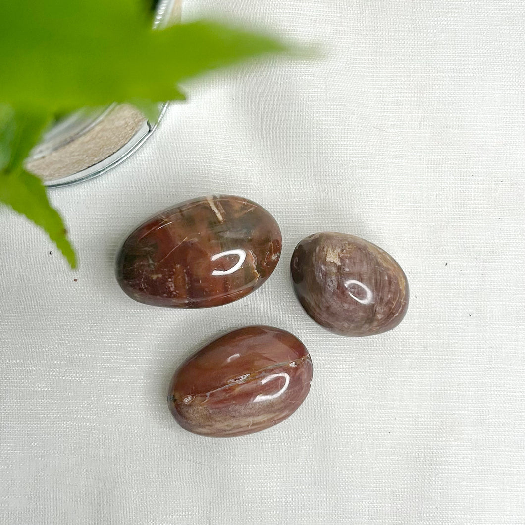 PETRIFIED WOOD PALMSTONE