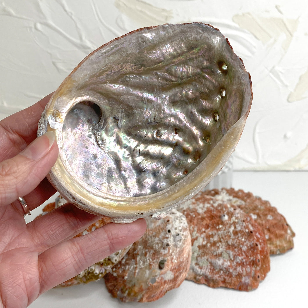 ABALONE SHELL