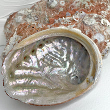 Load image into Gallery viewer, ABALONE SHELL

